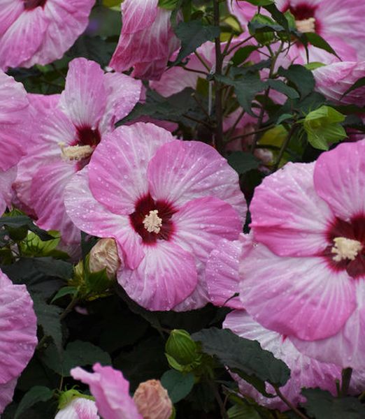 Hibiscus 'Spinderella'